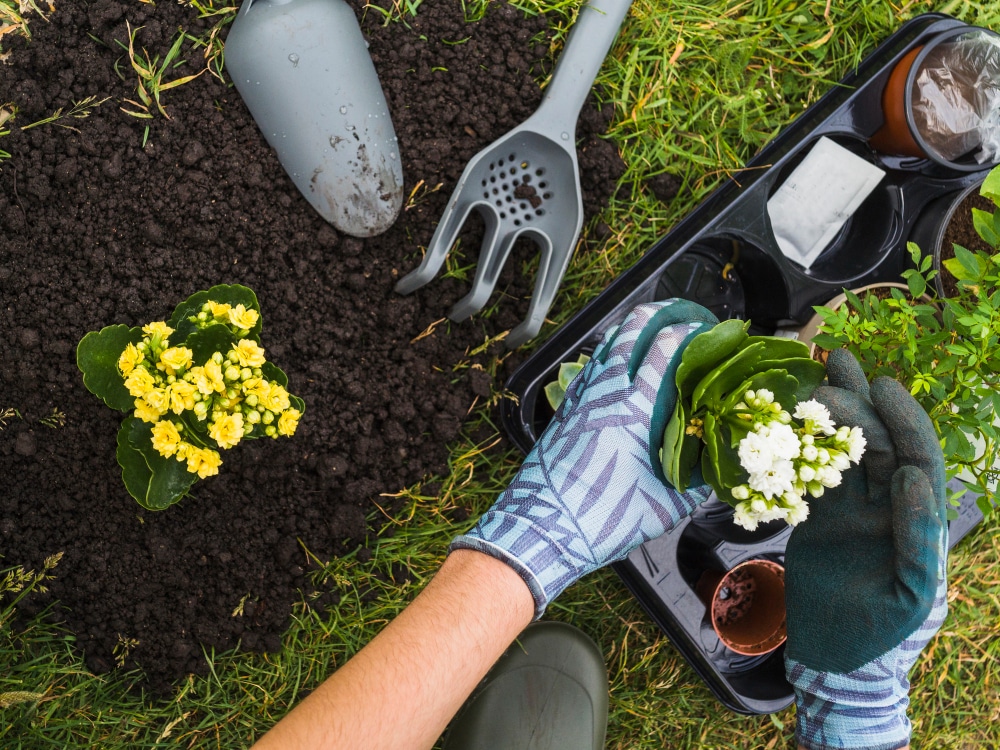 dicas de jardinagem