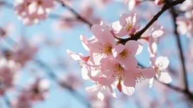 Hanami