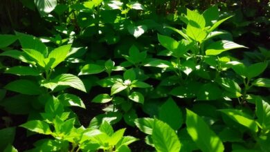 plantas de sombra