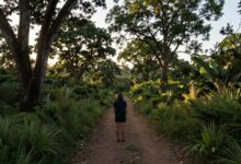 Pessoa contemplando uma paisagem natural exuberante, cercada de árvores e trilhas ao entardecer