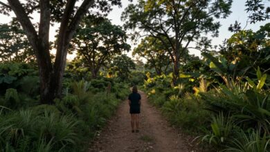 Pessoa contemplando uma paisagem natural exuberante, cercada de árvores e trilhas ao entardecer