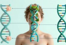 Uma imagem conceitual de biohacking, mostrando a silhueta de uma pessoa com sobreposições de gráficos de dados biológicos, DNA e elementos da natureza, simbolizando a fusão entre tecnologia e biologia para a otimização humana.