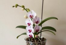 Orquídea florida e saudável em vaso transparente dentro de uma casa bem iluminada, com folhas verdes, raízes visíveis e ambiente acolhedor