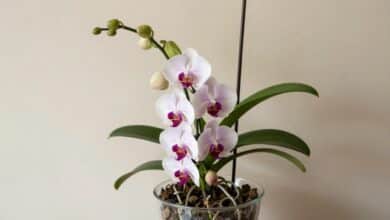 Orquídea florida e saudável em vaso transparente dentro de uma casa bem iluminada, com folhas verdes, raízes visíveis e ambiente acolhedor