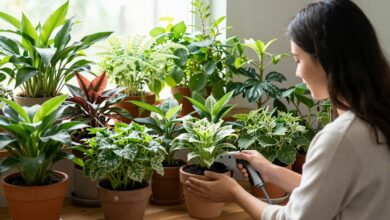 Pessoa regando uma variedade de plantas saudáveis em vasos dentro de um ambiente iluminado e acolhedor